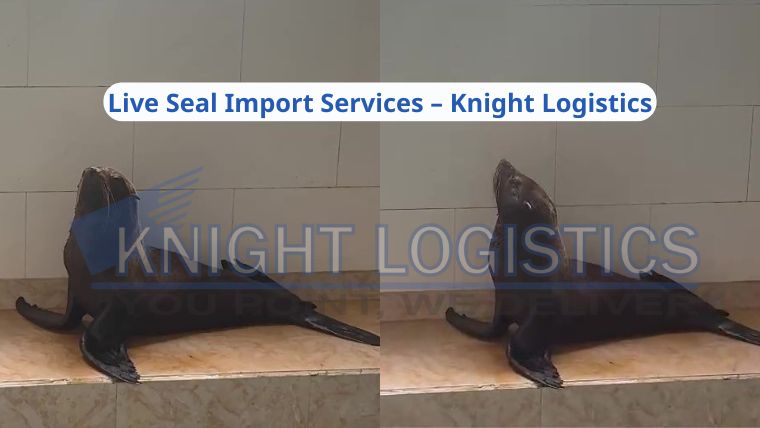 Live Seal Import Services – Knight Logistics3