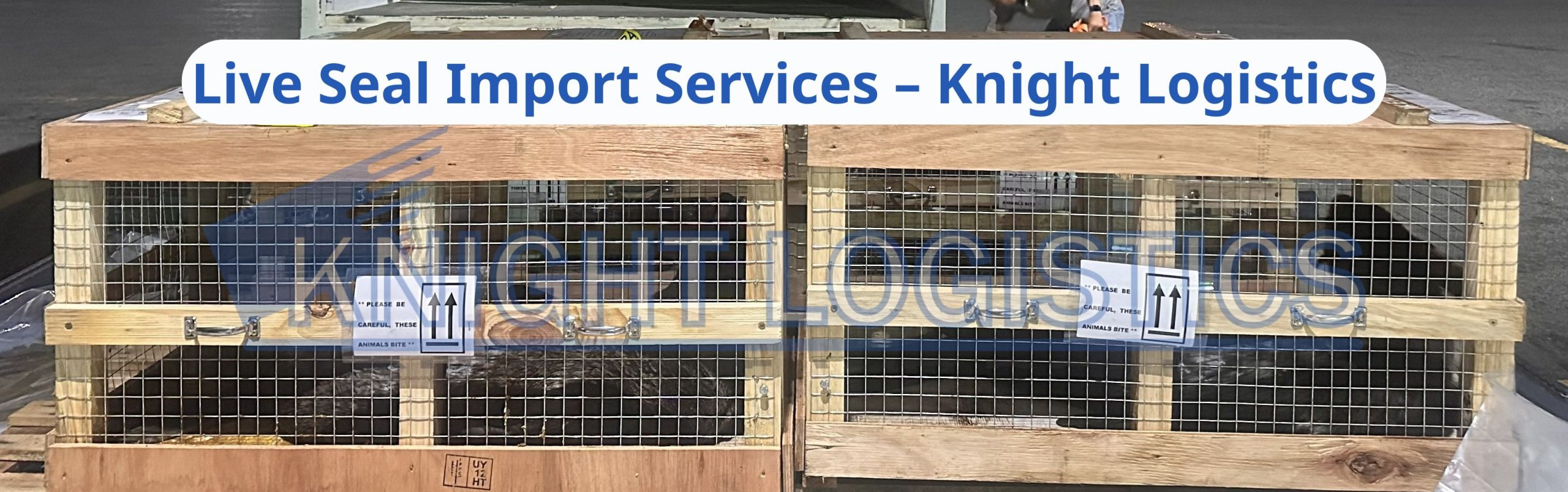 Live Seal Import Services – Knight Logistics3