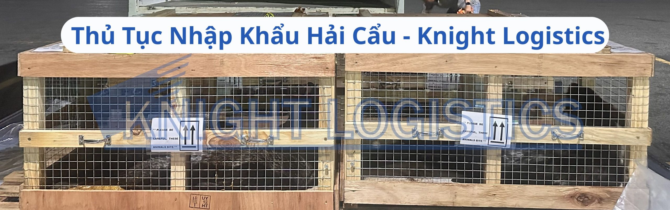 THỦ TỤC NHẬP KHẨU HẢI CẨU TẠI KNIGHT LOGISTICS